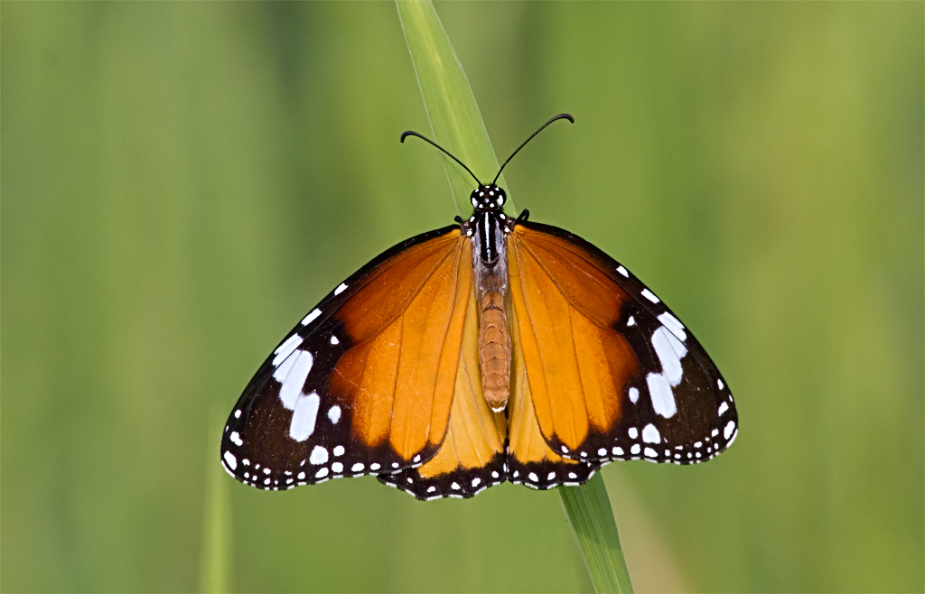 Plain Tiger: Wing spread.