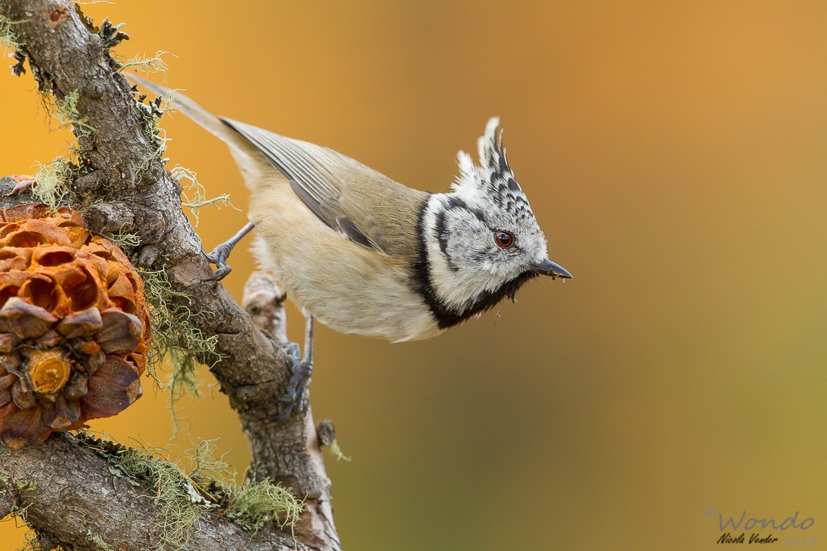 Crested Tit