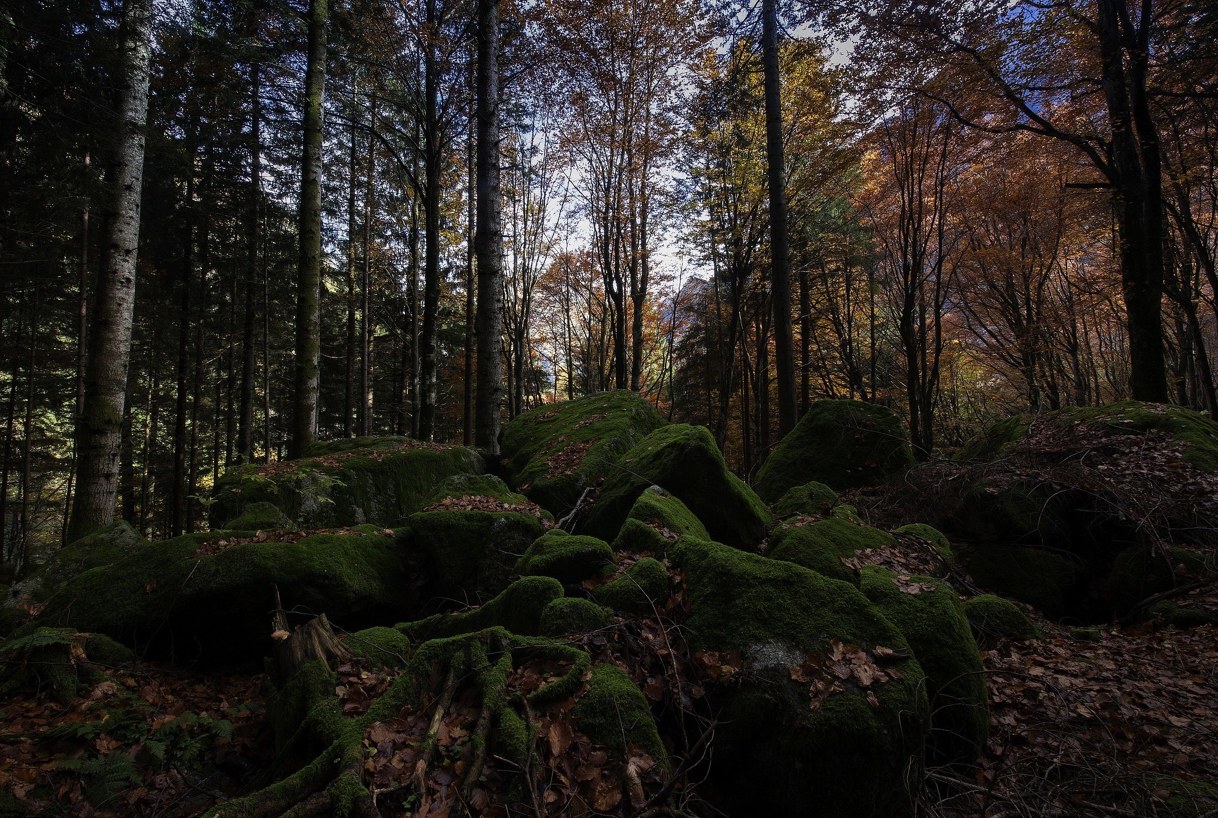 beech forest