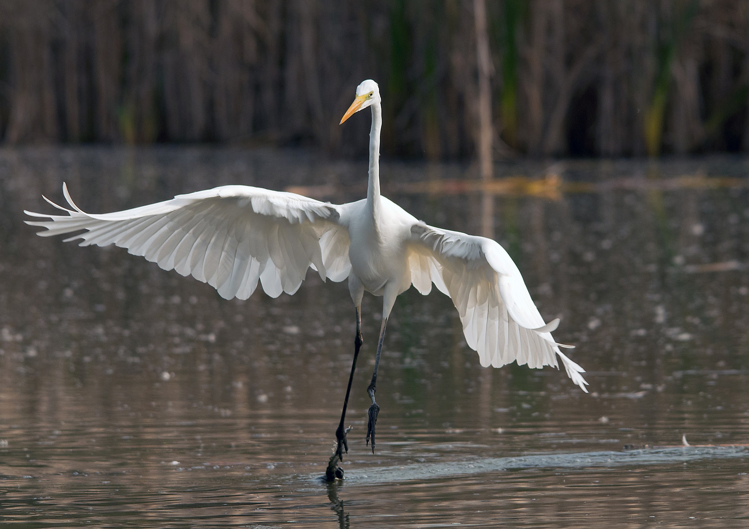 Airone Bianco Maggiore
