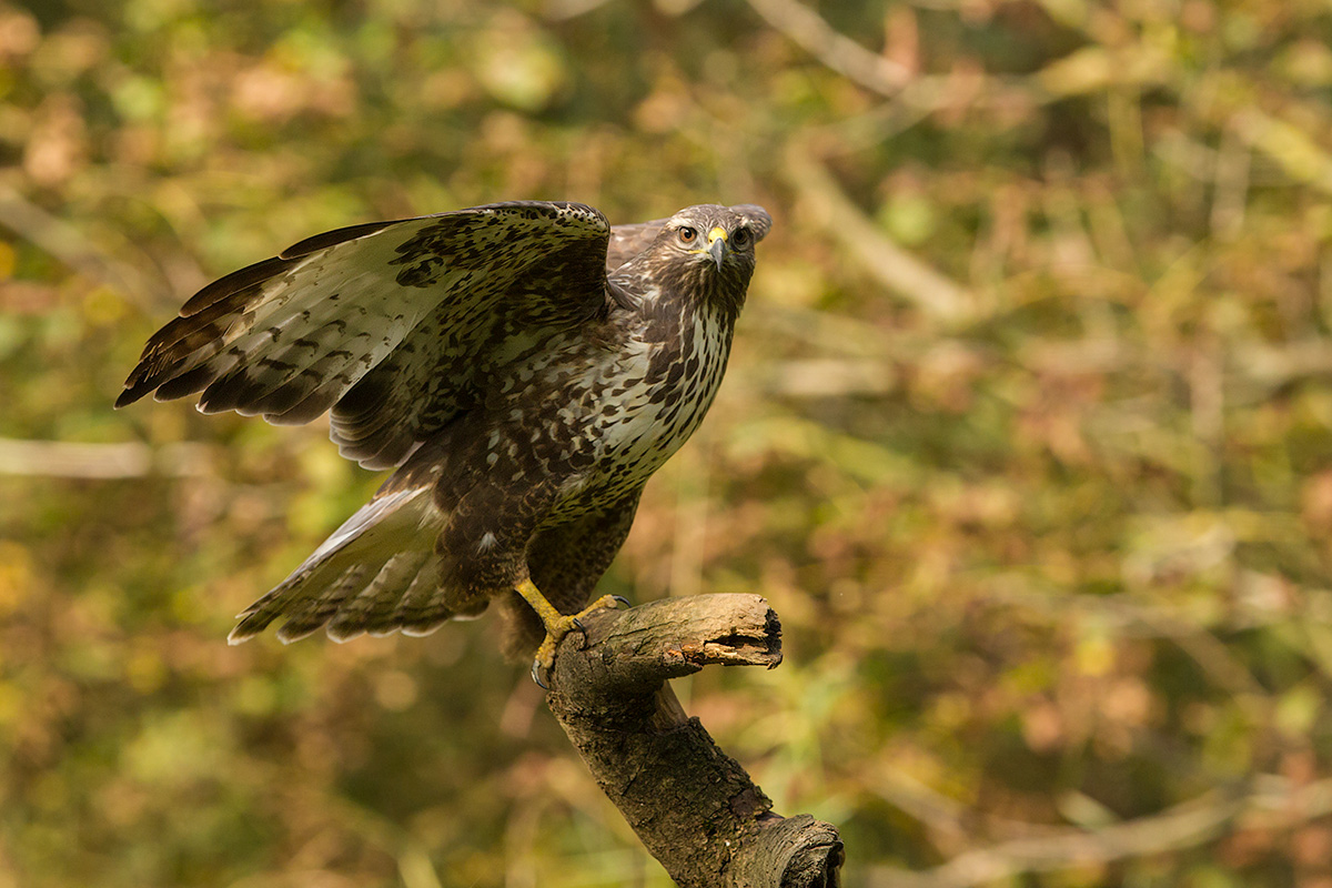 buzzard