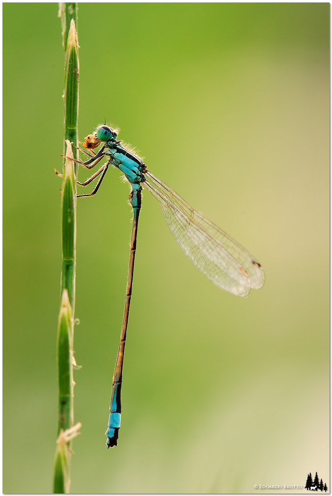 Cena della damigella