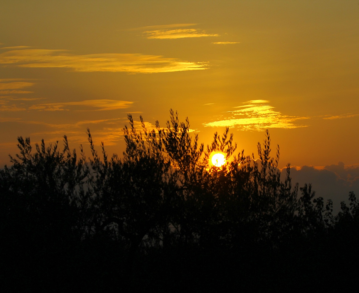 Tramonto sugli olivi