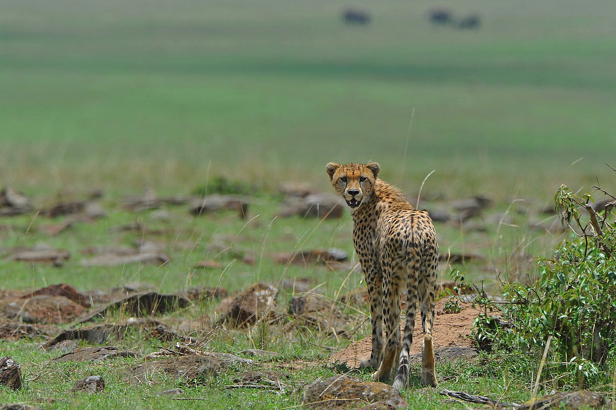Masai Mara September 2013