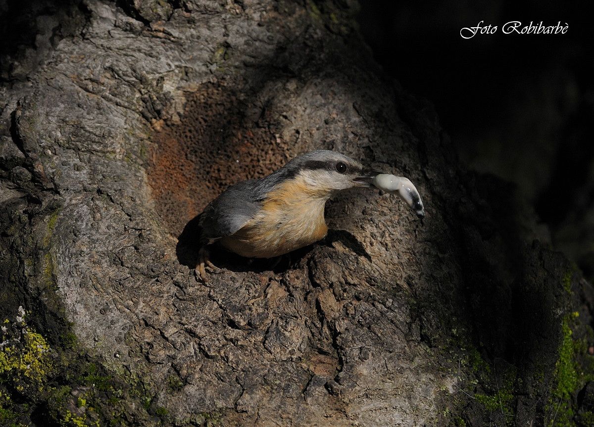 Picchio muratore ....