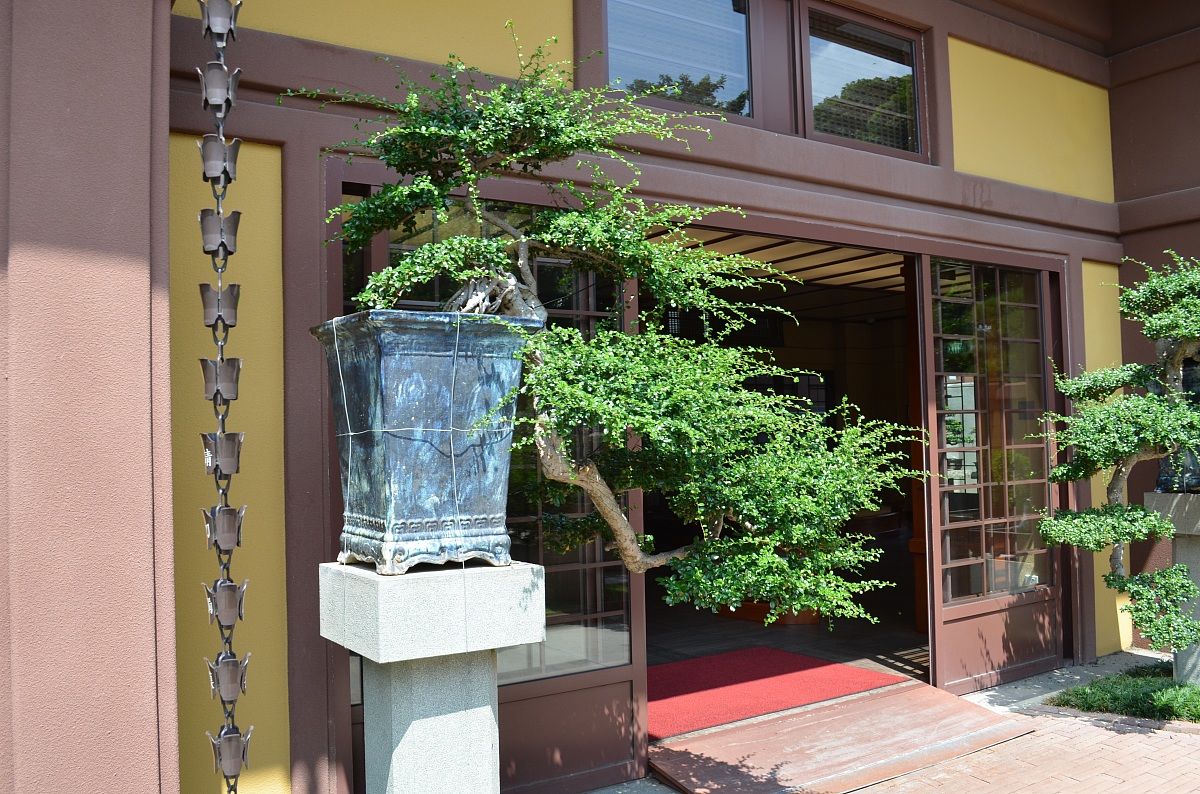 questi si che sono bonsai