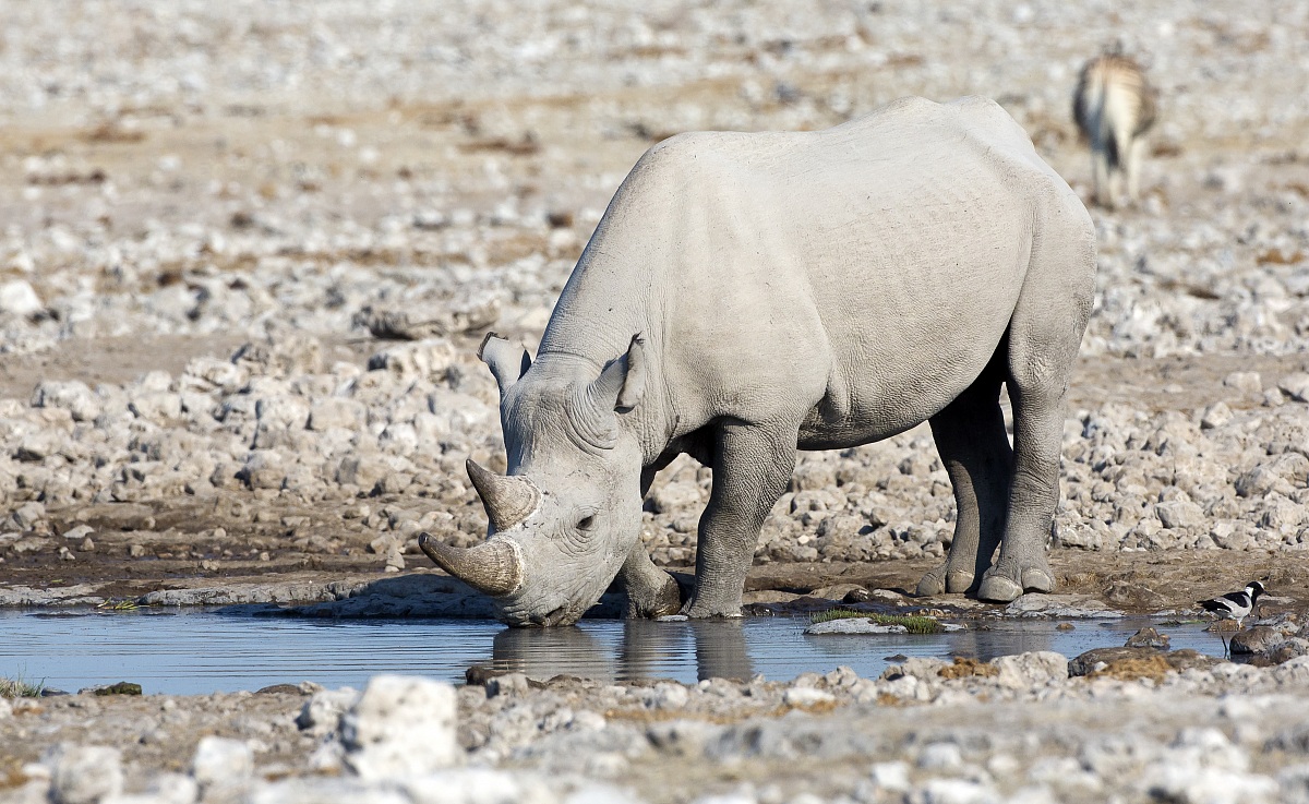 Bere 11 - Rinoceronte nero