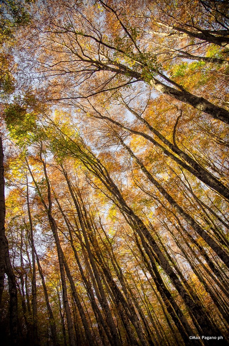 Faggeta Monti della Meta