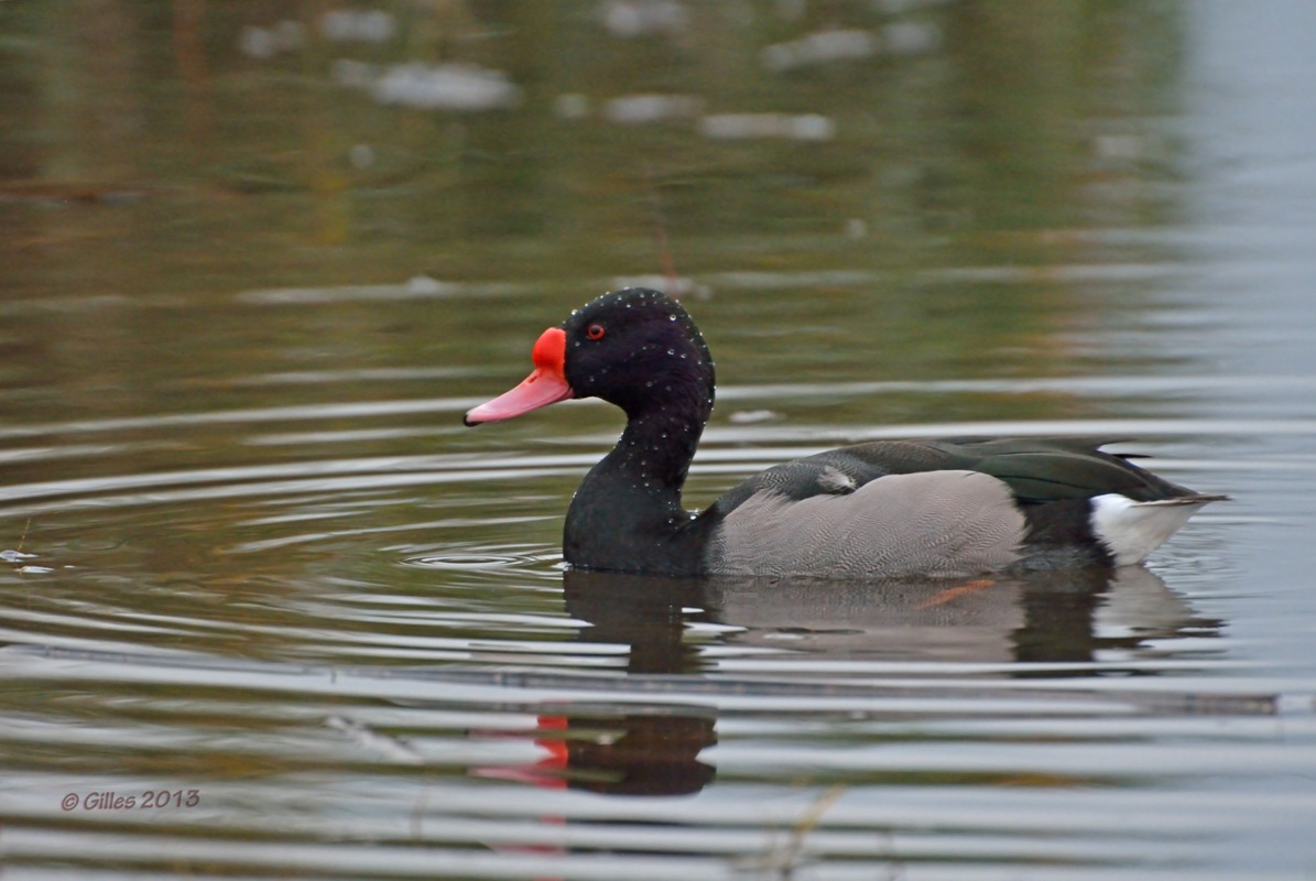 Beccorosa Pochard (Netta peposaca)