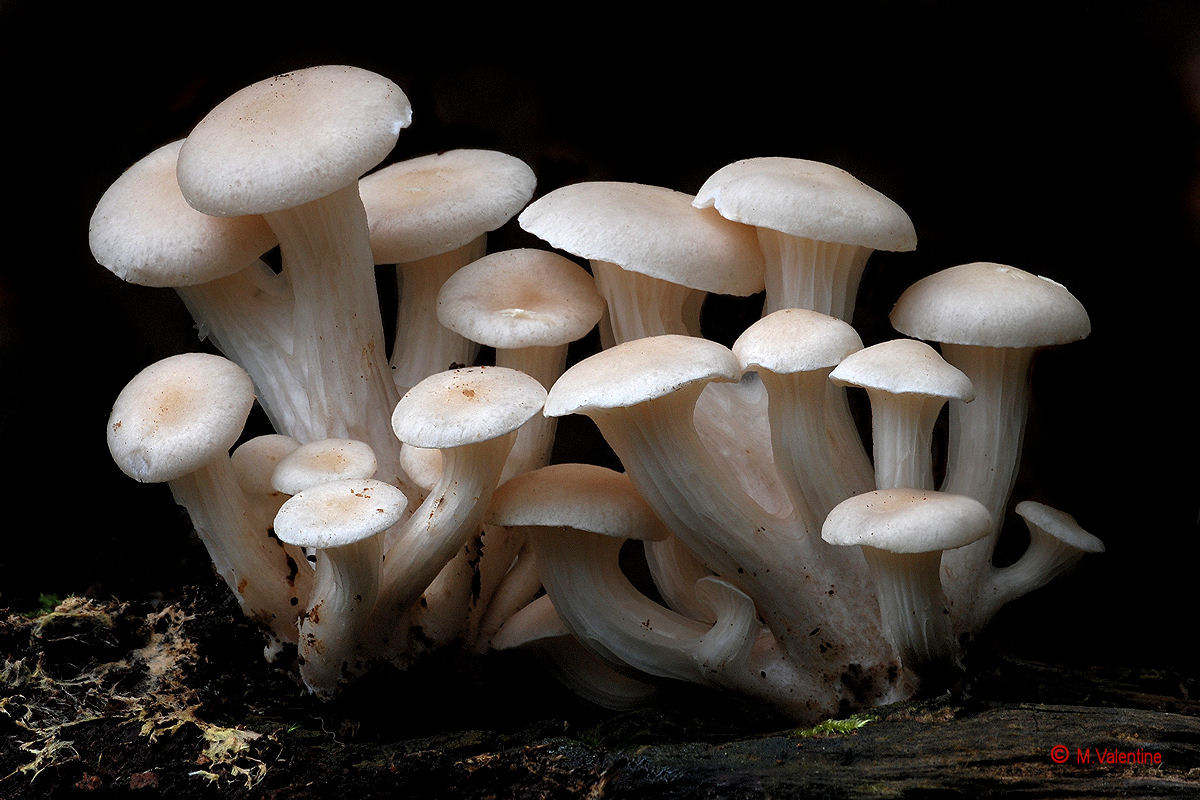 Branching Oyster - Pleurotus cornucopiae