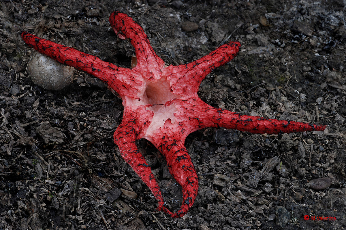 Devil's Fingers - Clathrus archeri
