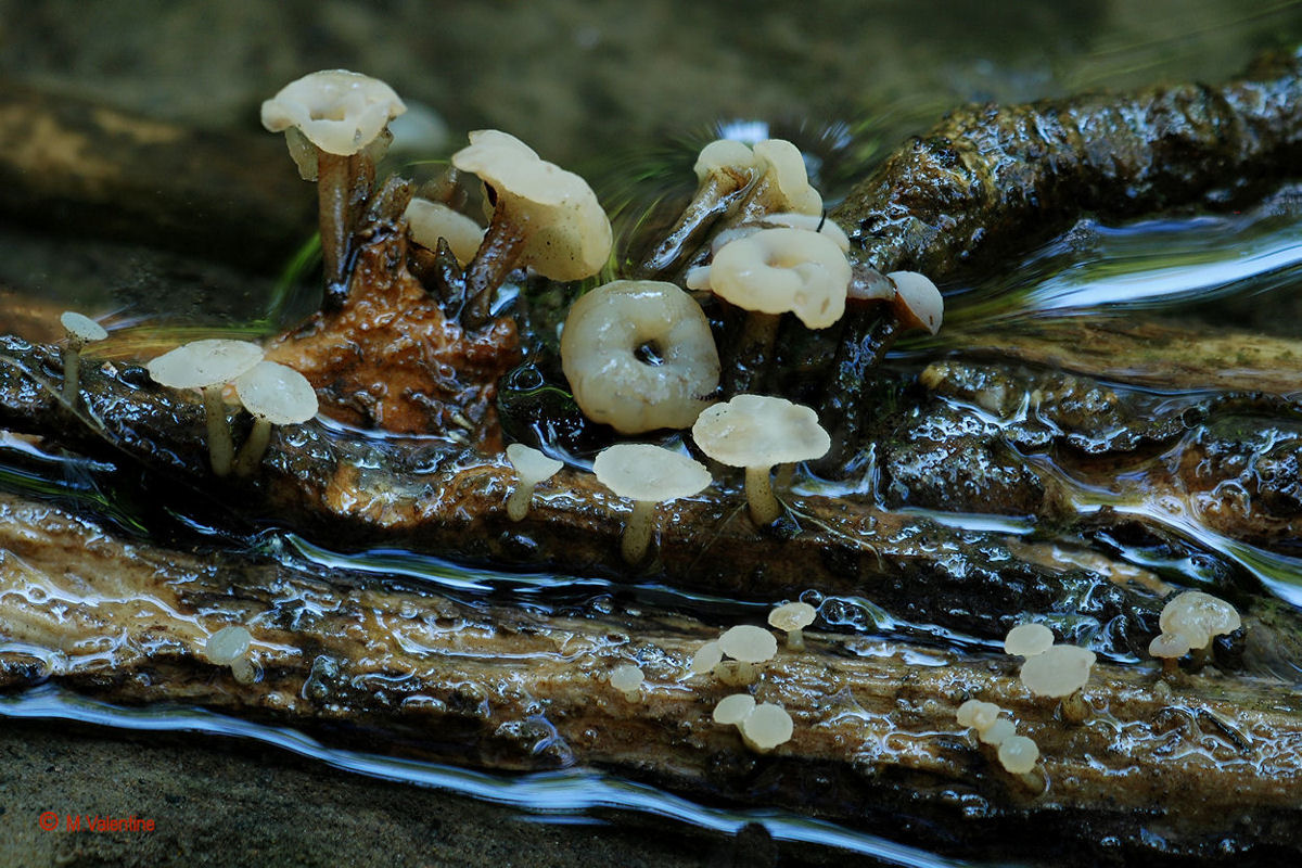 Primavera Pin - Cudoniella clavus