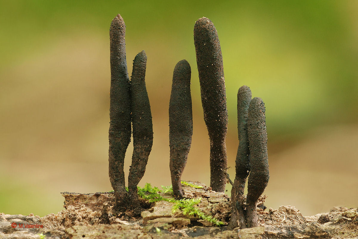 Dita di morto Moll - Xylaria longipes