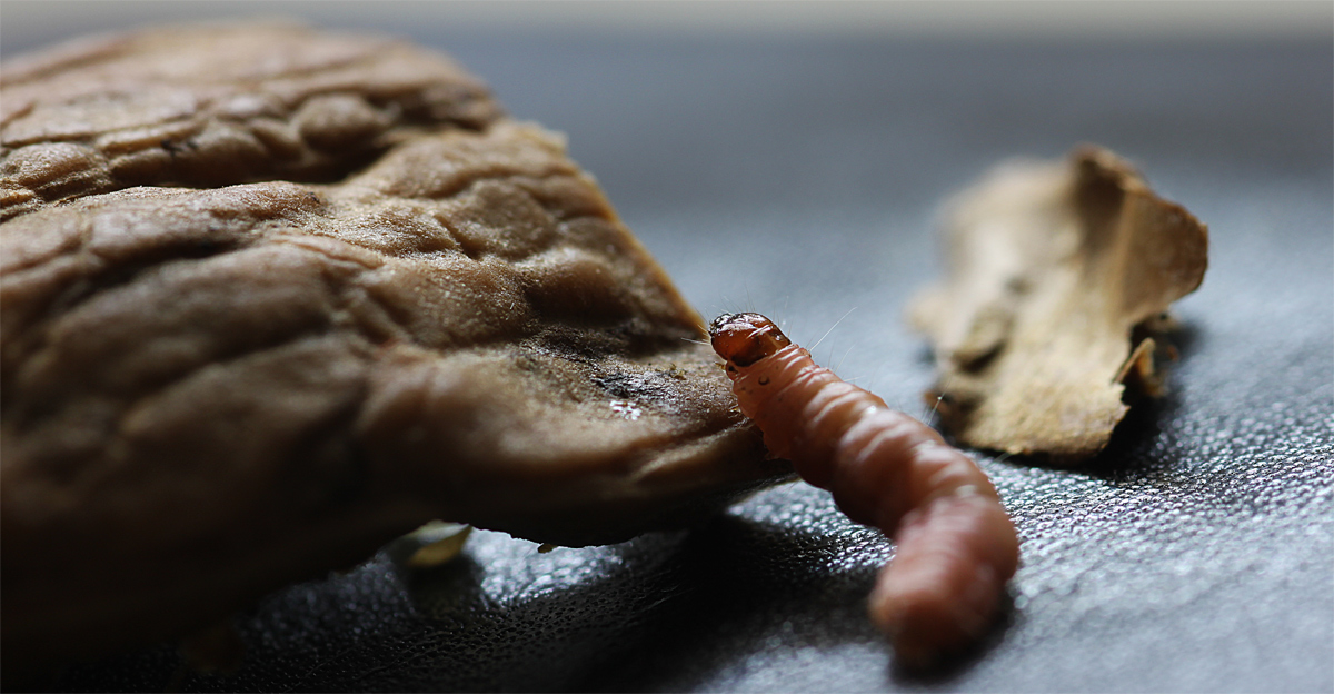 Disse il pappice alla noce ...