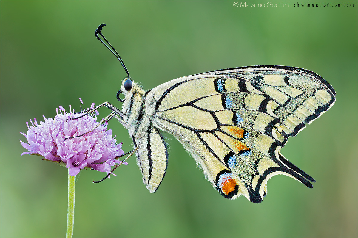 Pampilio machaon