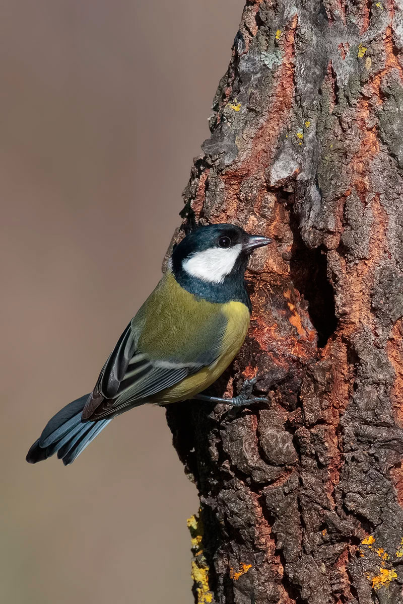 Great Tit