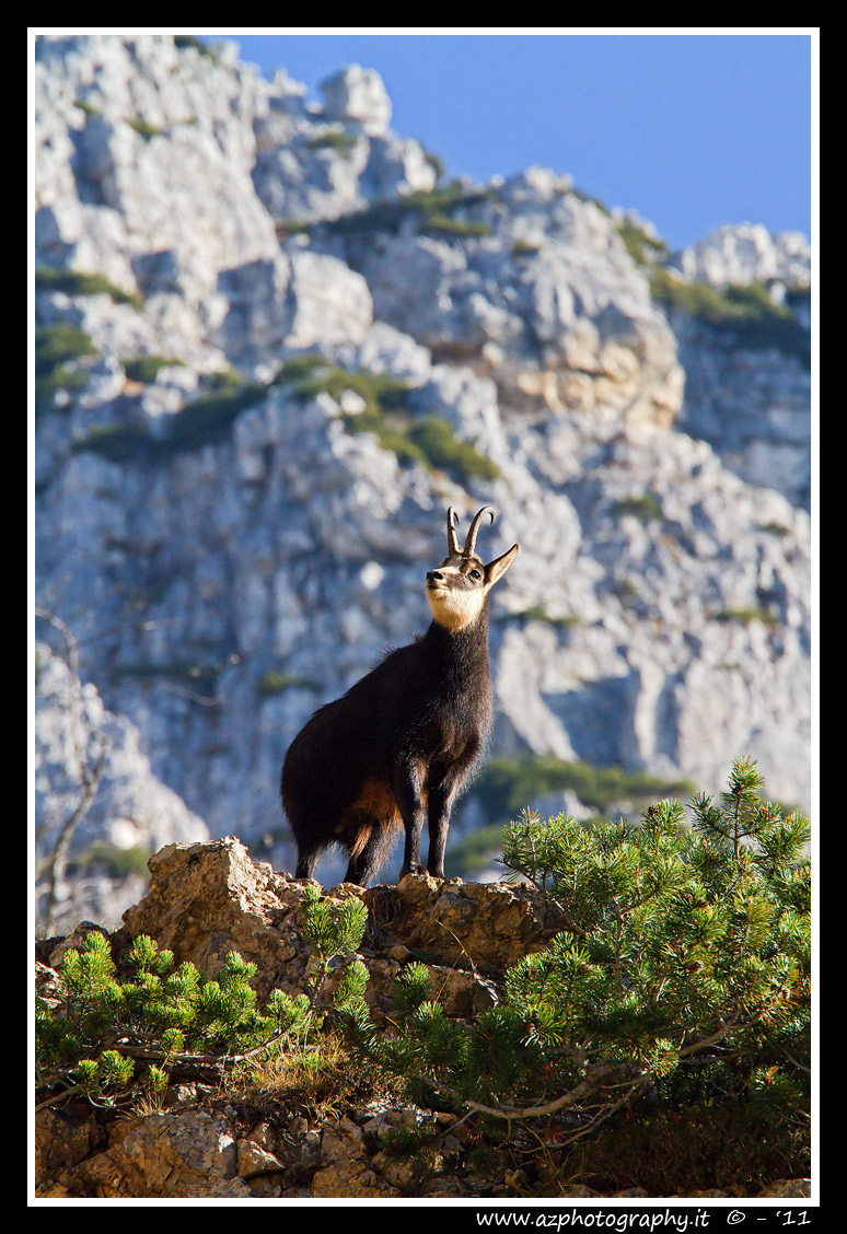Chamois