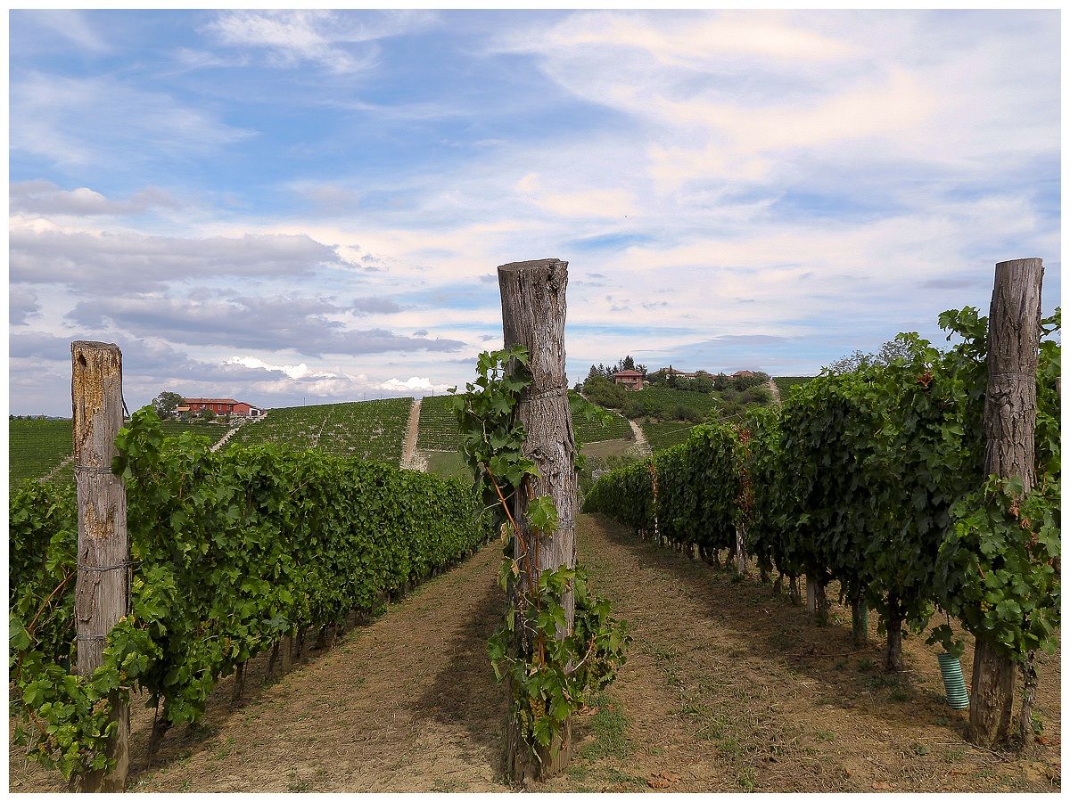 Filari  a Neive (cn)