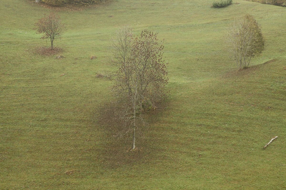 alberi...ormai spogli!!!