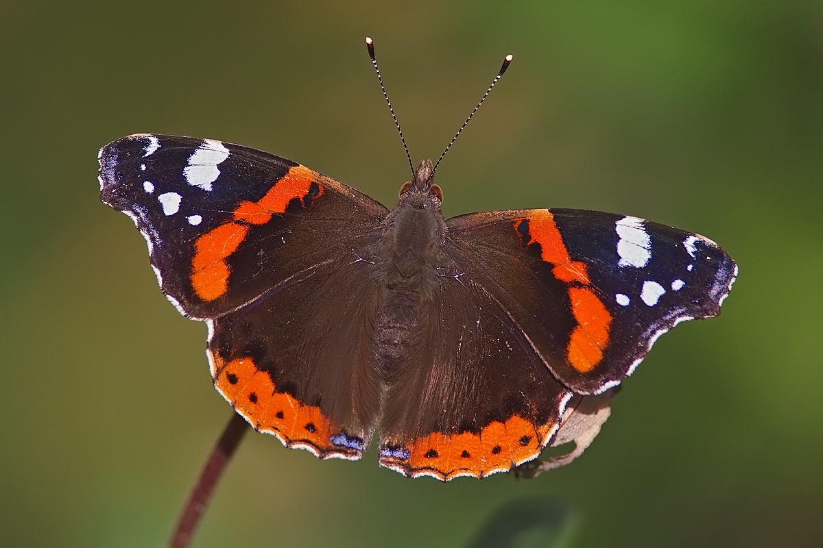 vanessa atalanta