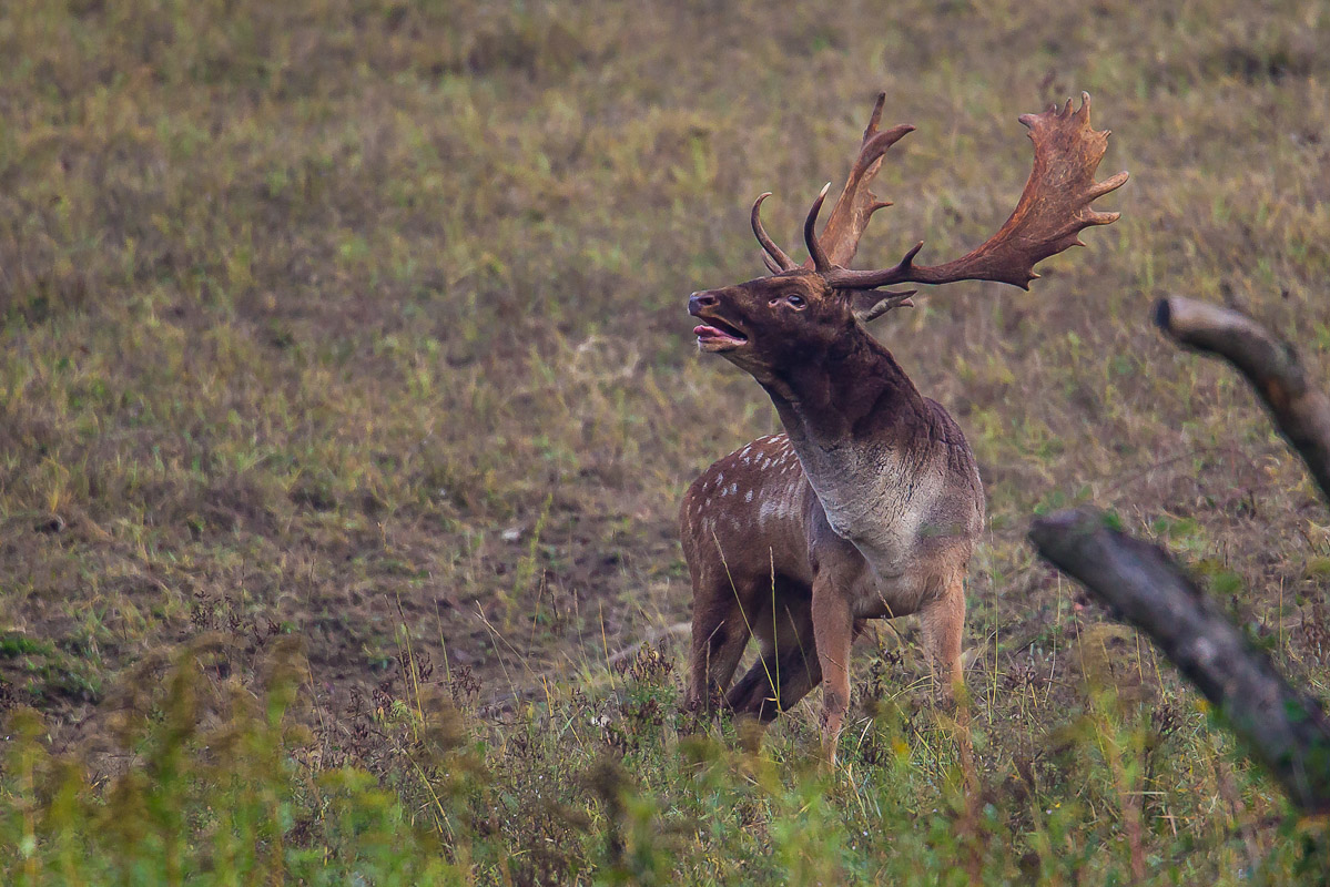 Il Bramito del Daino