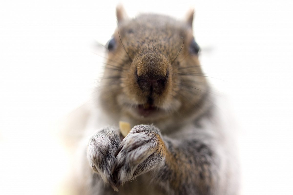 Scoiattolo Grigio (www.lucacolonna.it)