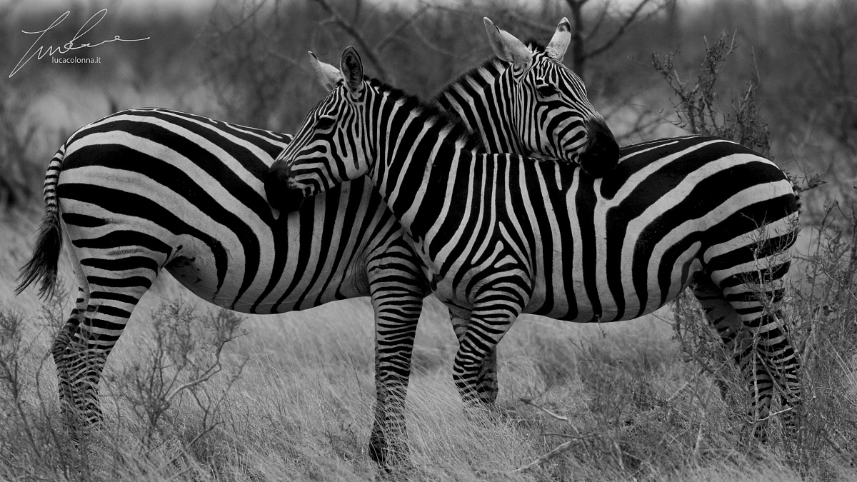 Zebre coccolose (www.lucacolonna.it)