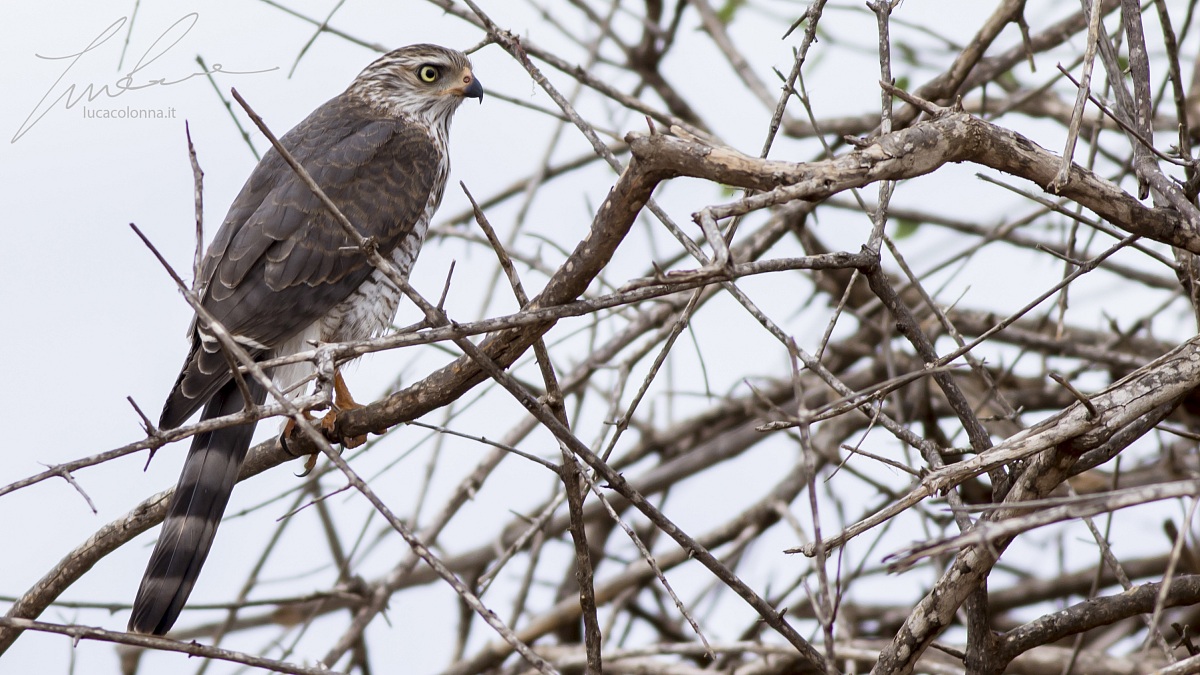 Falco Sparviere (www.lucacolonna.it)
