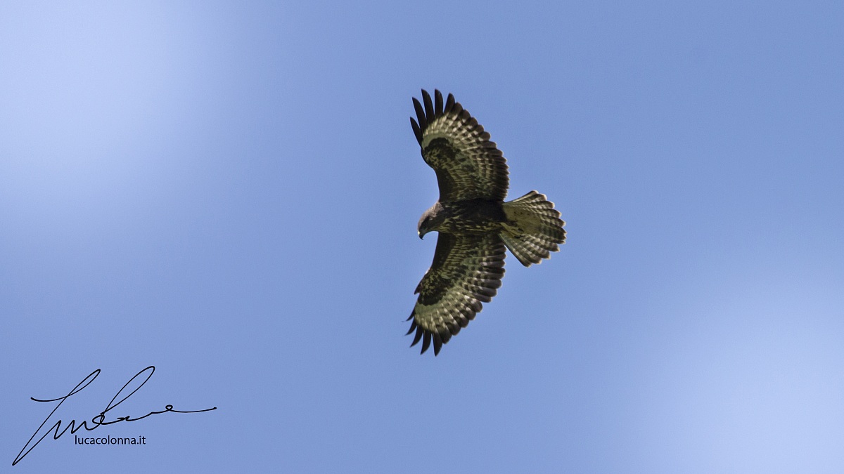 Poiana Comune (www.lucacolonna.it)