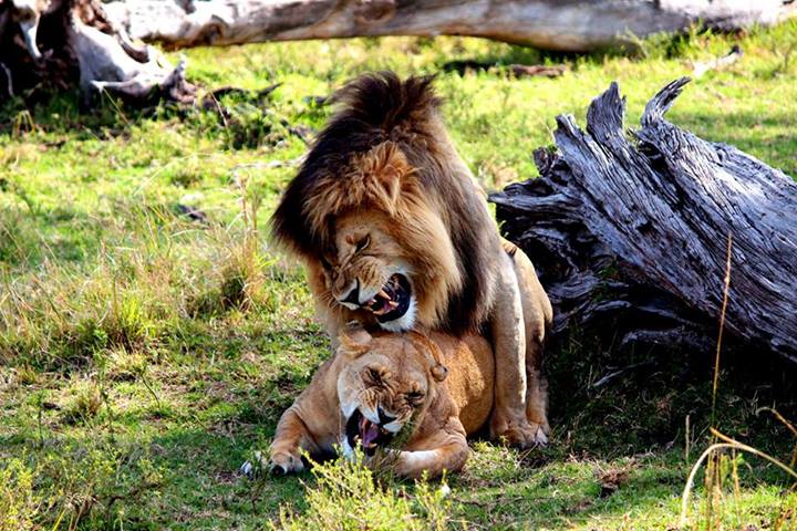 Mating Lions