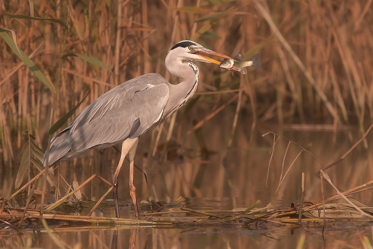 pesca al branzino......