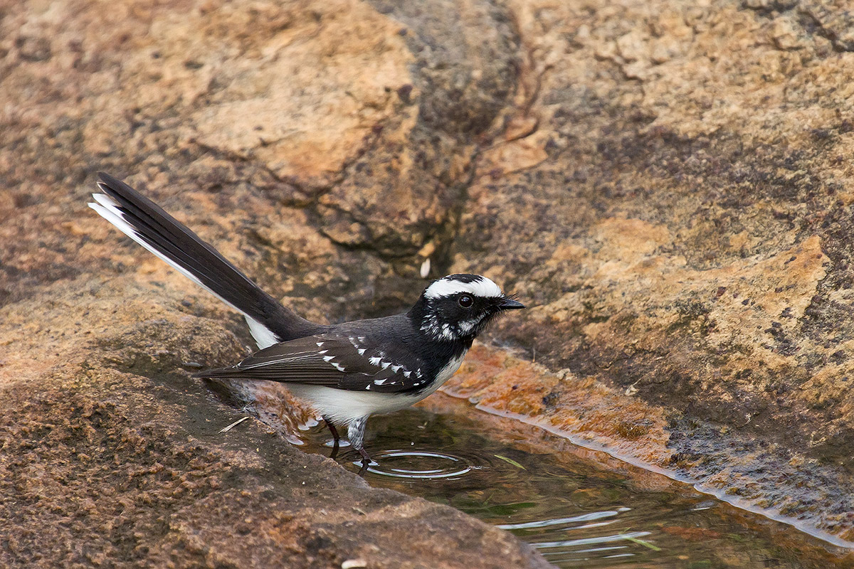 Coda a ventaglio coronato