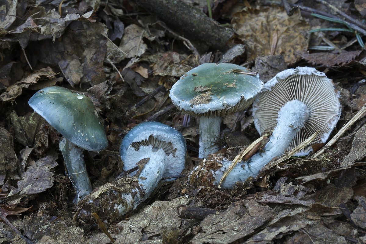 stropharia aeruginea