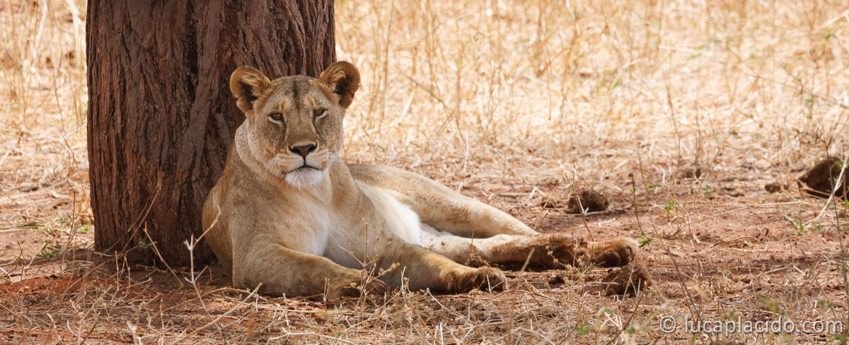 Leonessa...a riposo