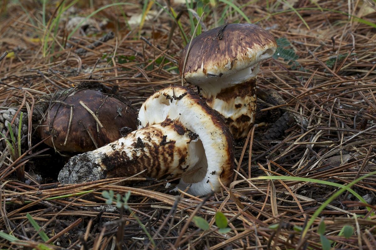 tricholoma caligatus
