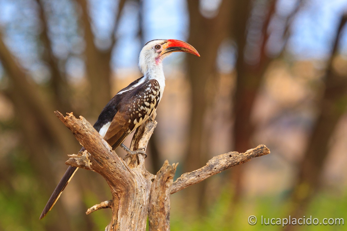 Red-billed Hornbill