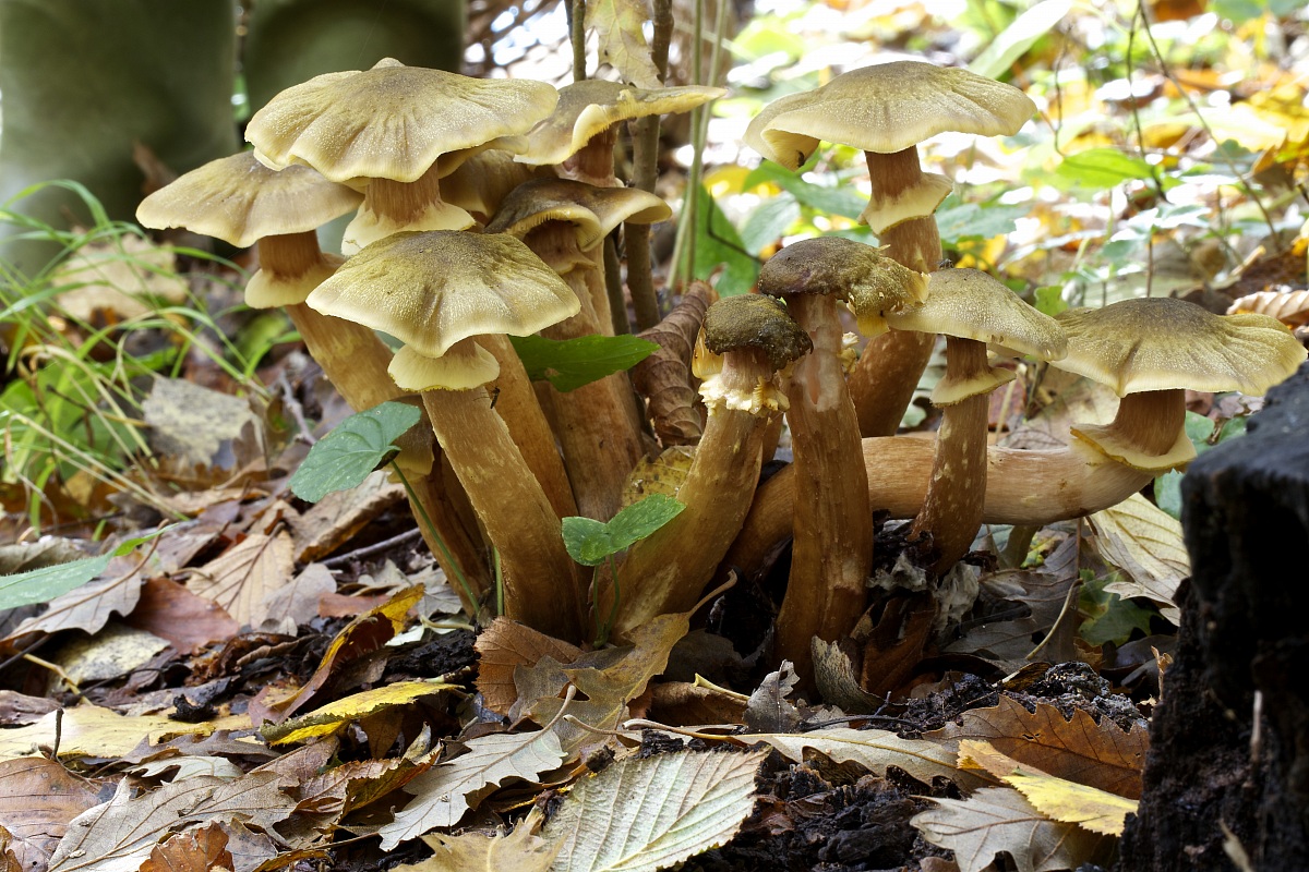 armillaria mellea