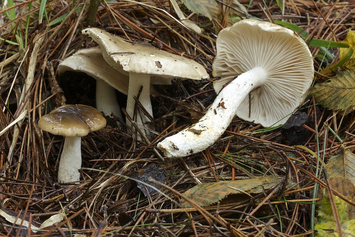 hygrophorus latitabundus