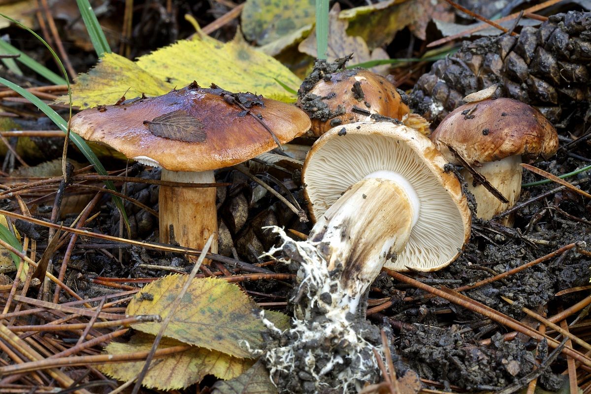 tricholoma ustaloides