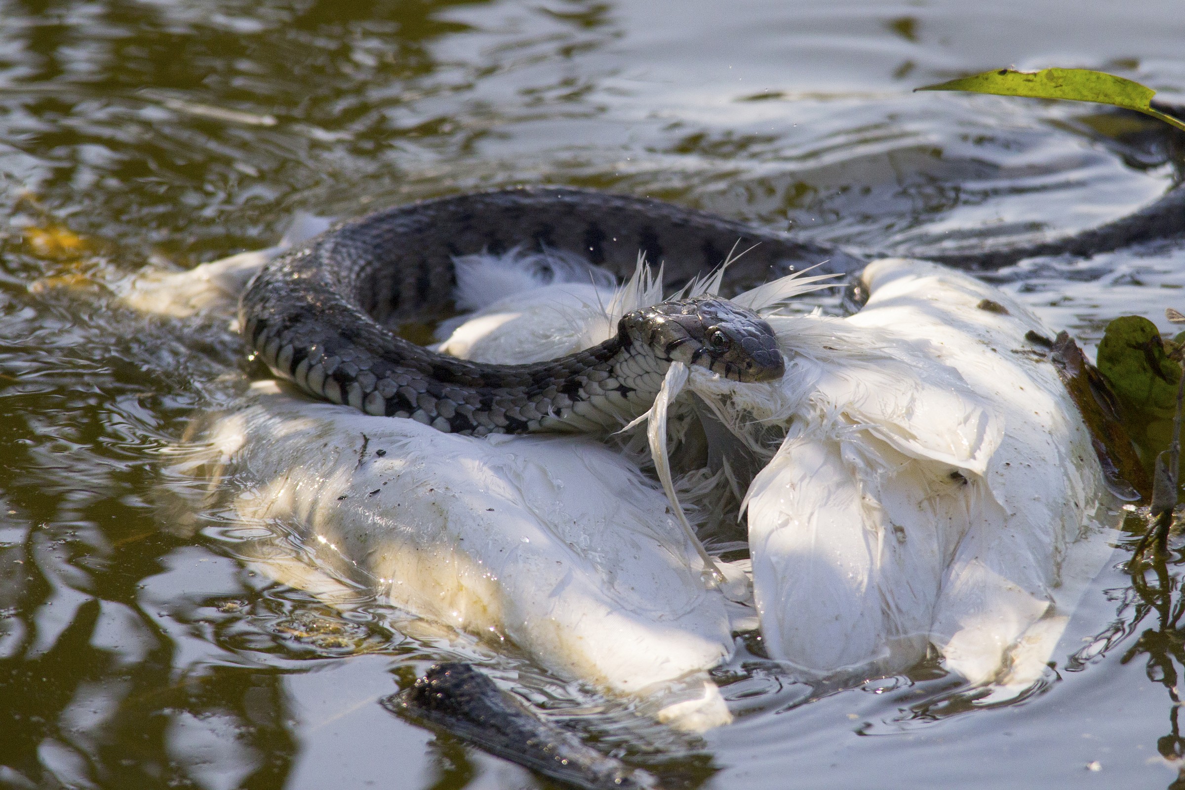 Serpentecon preda(Airone bianco)