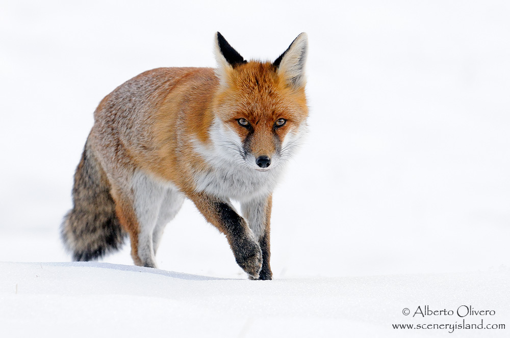 Fox (Vulpes vulpes)