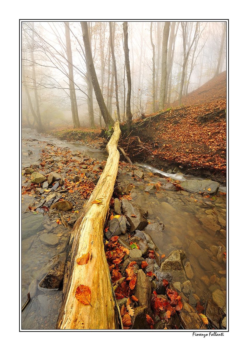 ...Passerella naturale...