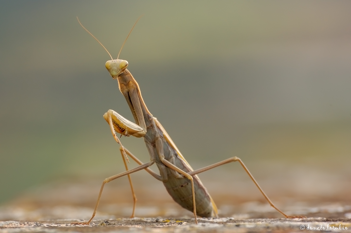 Mantis