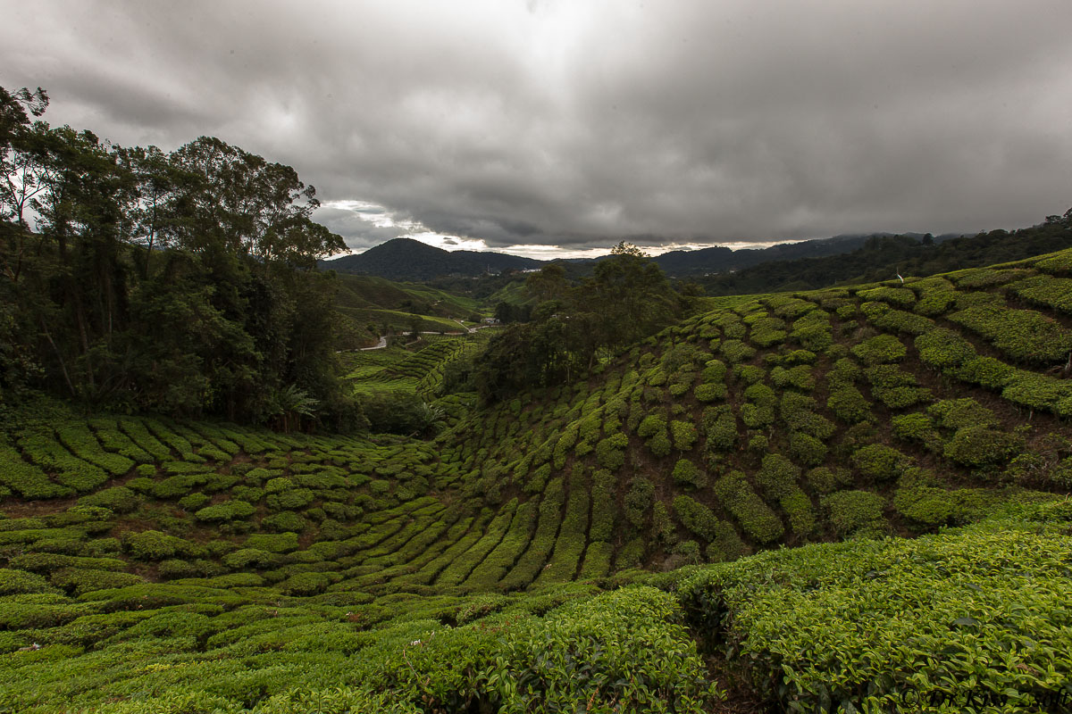 Piantagione di tè I.