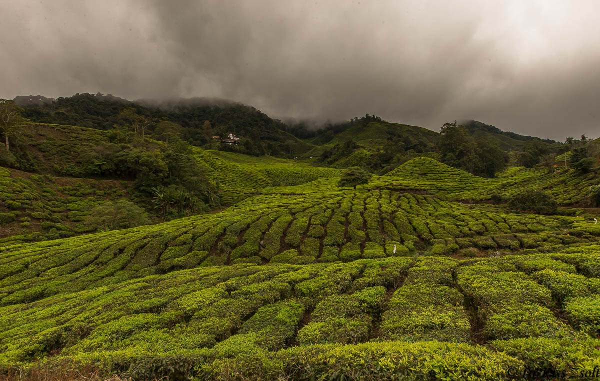 Piantagione di tè II.