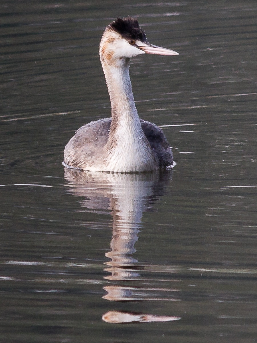 Great Crested Grebe
