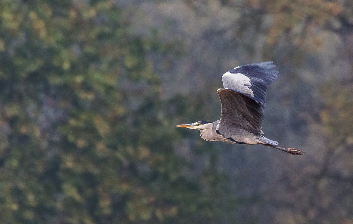 Heron in Flight