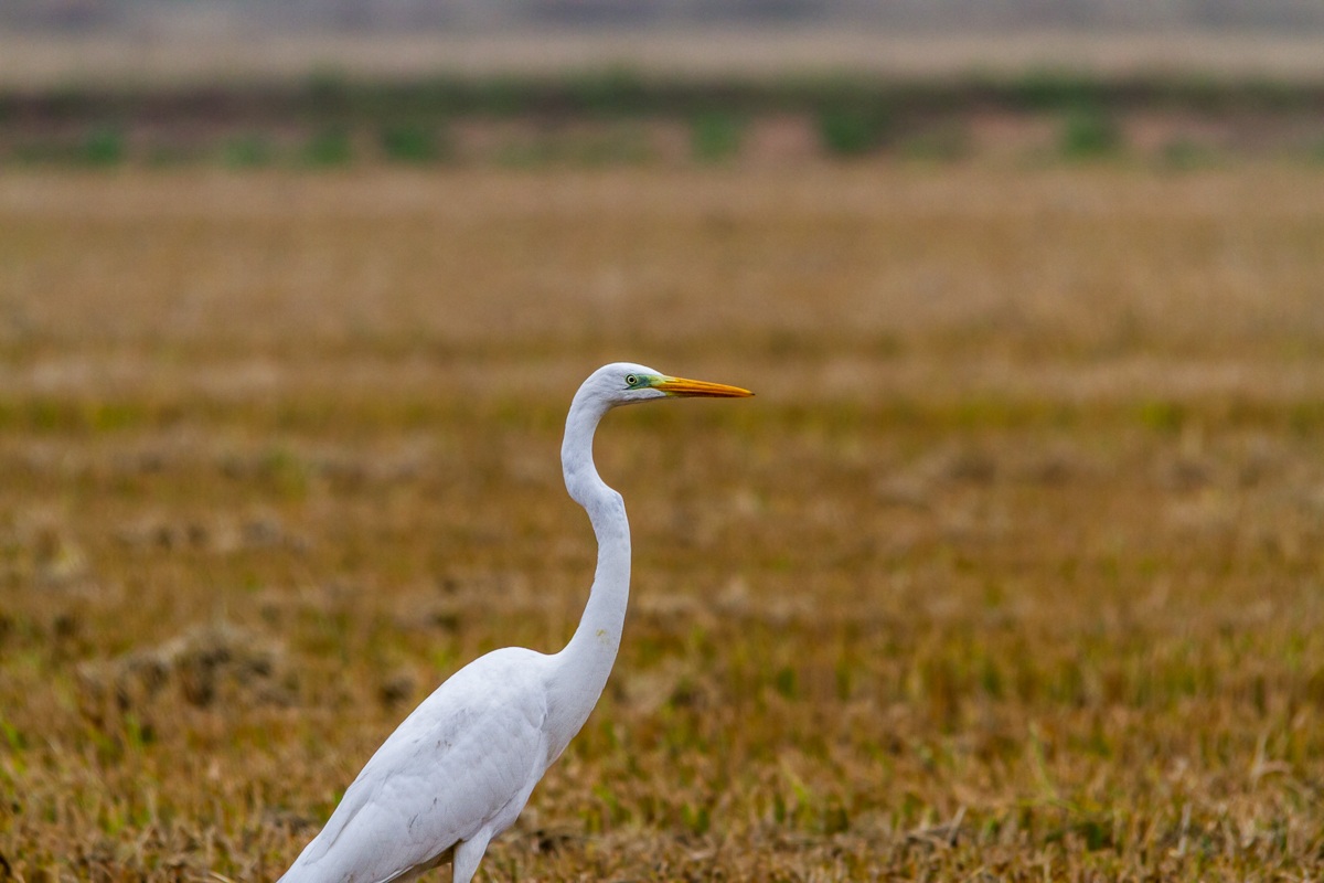 Great Egret