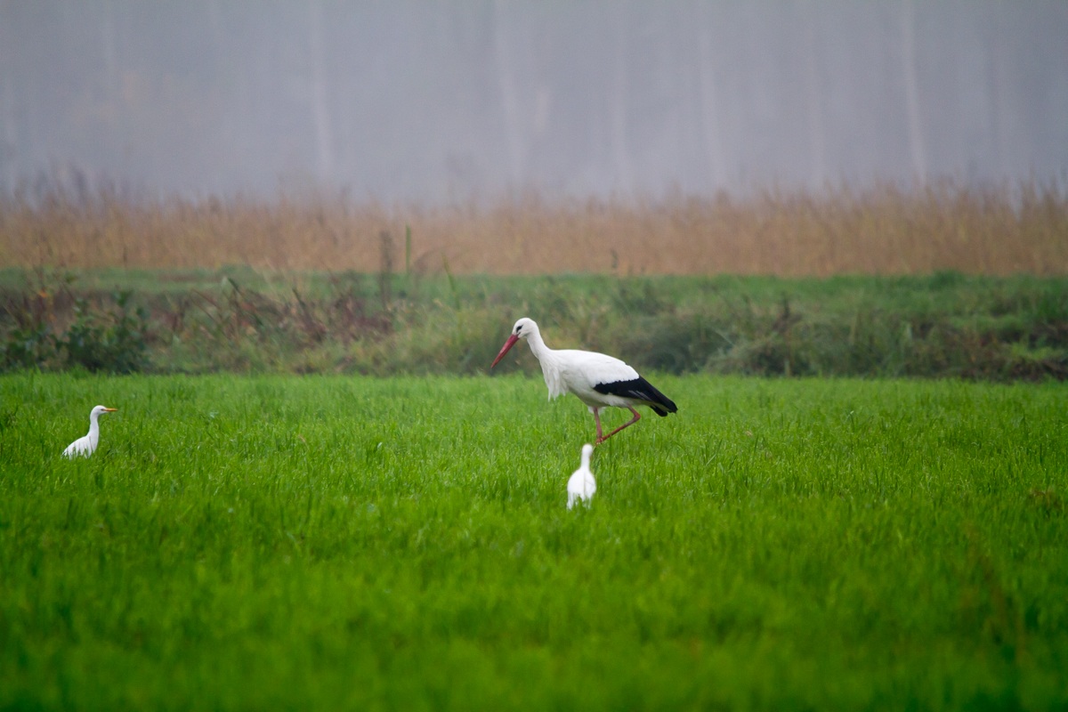 White Stork