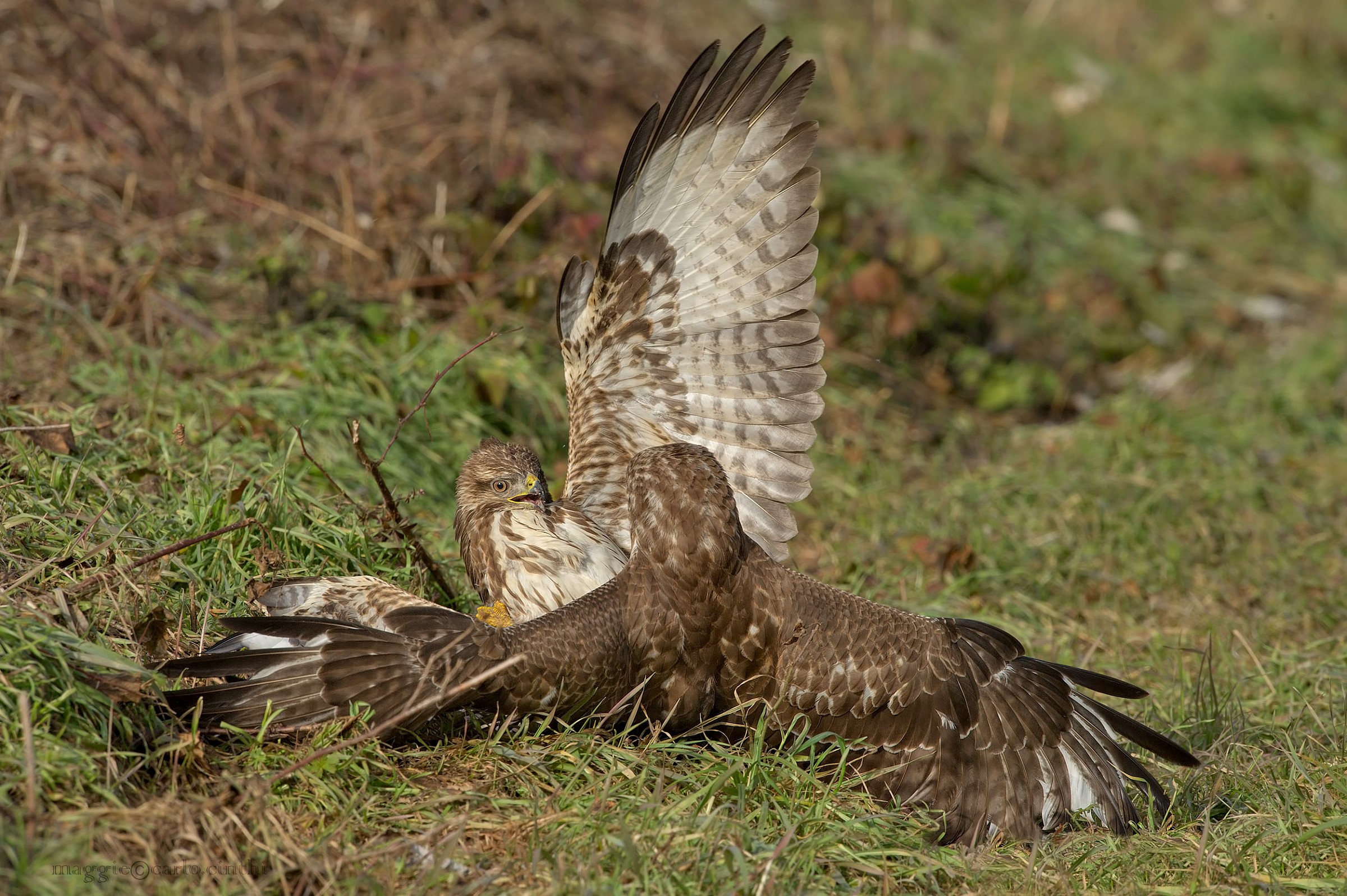 Buzzard